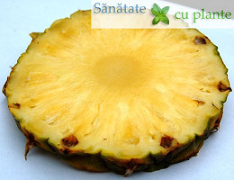 Ananasul-ananas Comosus-1
